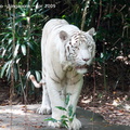 20090423 Singapore Zoo  80 of 97 